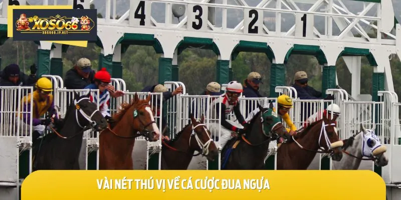 Cá cược đua ngựa là trò chơi mang tính giải trí và đổi thưởng thú vị